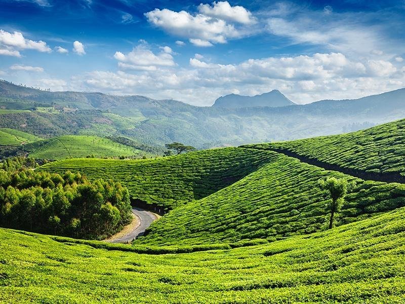 Ooty Coorg Mysore Delight–South India Hill Station Tour