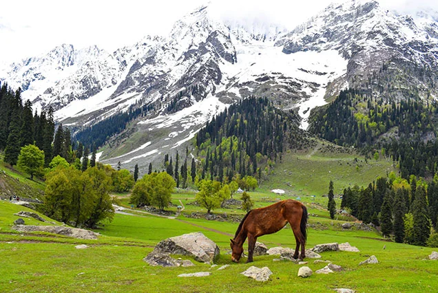 Kashmir's Hidden Trails.